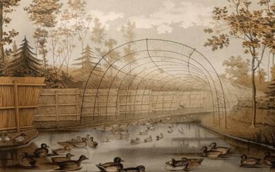 Ledenavond 18 september: lezing eendenkooi en presentatie film