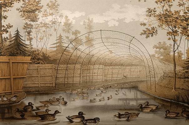 Ledenavond 18 september: lezing eendenkooi en presentatie film